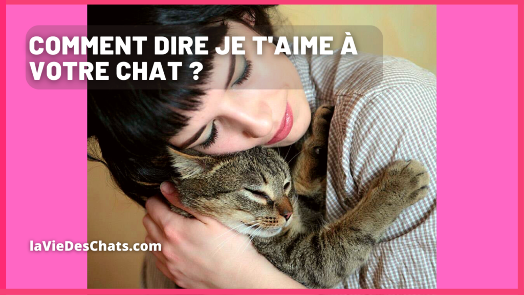 dire je t'aime a votre chat