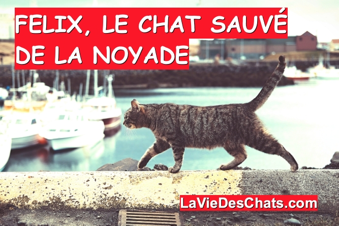 chat sauvé de la noyade