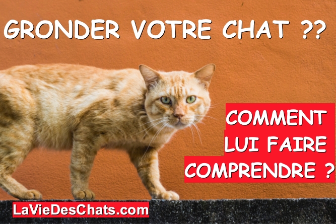 gronder votre chat et lui faire comprendre