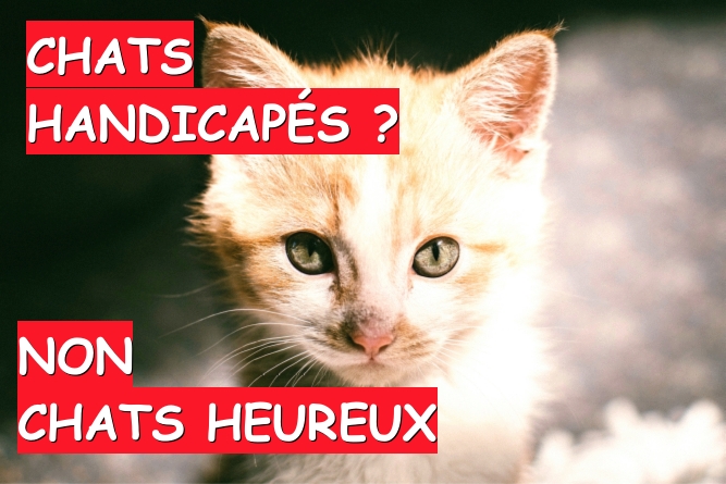 chat handicapé