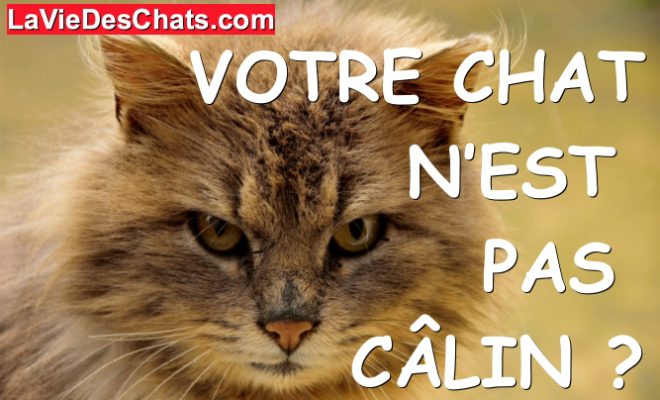Pourquoi Votre Chat N Est Pas Calin La Vie Des Chats Pourquoi Votre Chat N Est Pas Calin La Vie Des Chats
