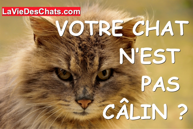 votre chat n'est pas calin