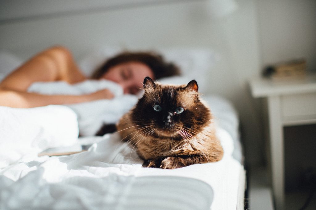chat siamois avec sa maitresse au lit
