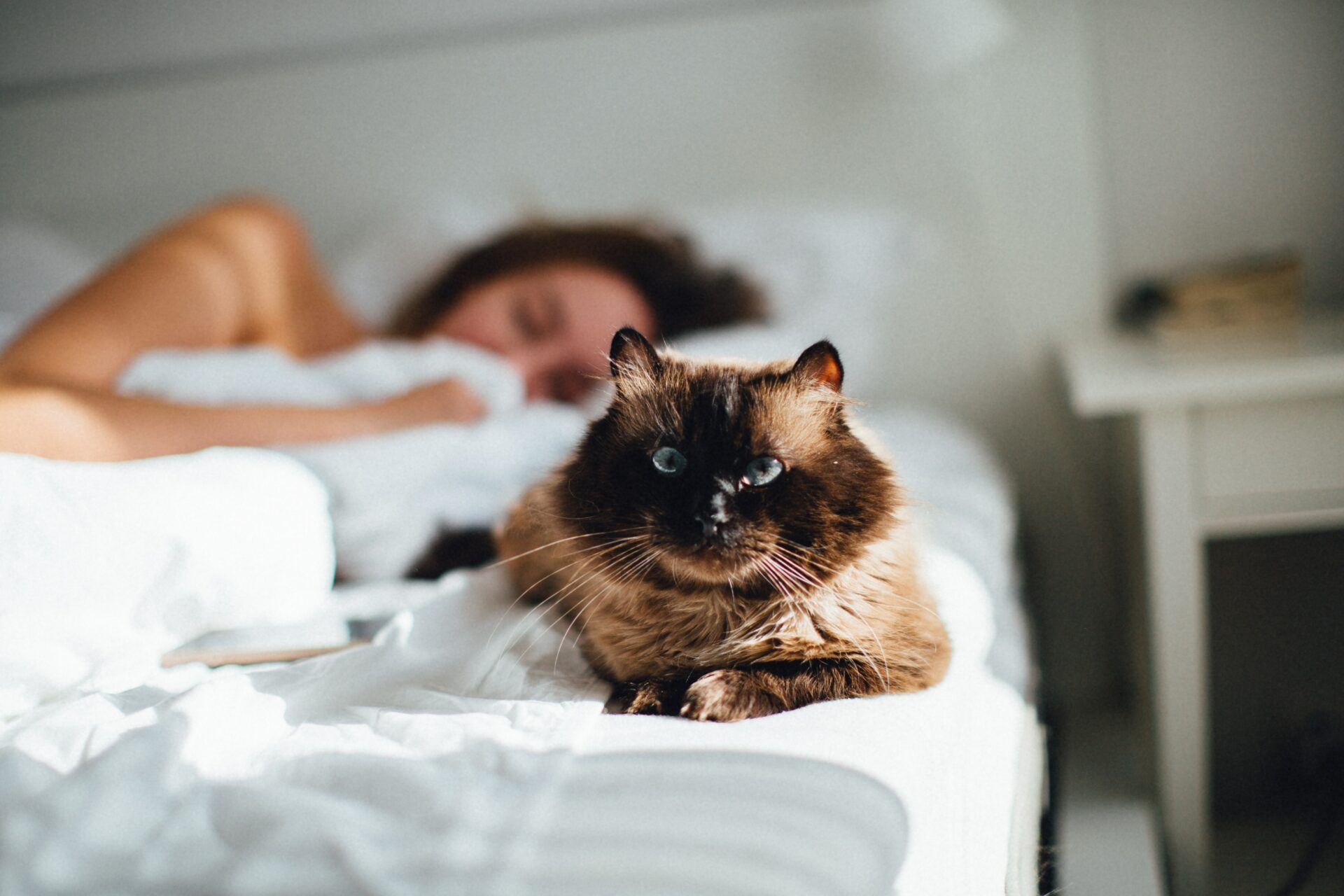 chat siamois avec sa maitresse au lit chat siamois avec sa maitresse au lit