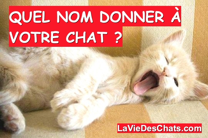 quel nom donner à votre chat