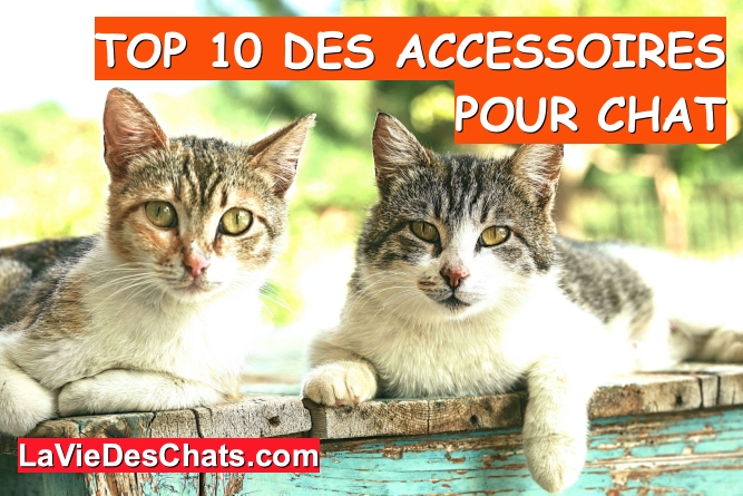 accessoires pour chat au top