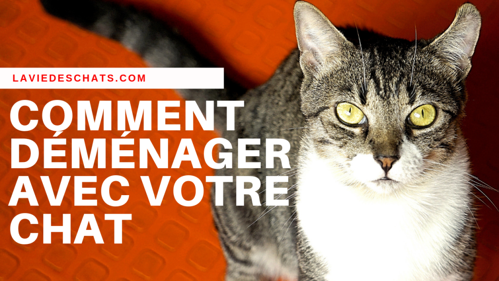 Comment Demenager Avec Un Chat