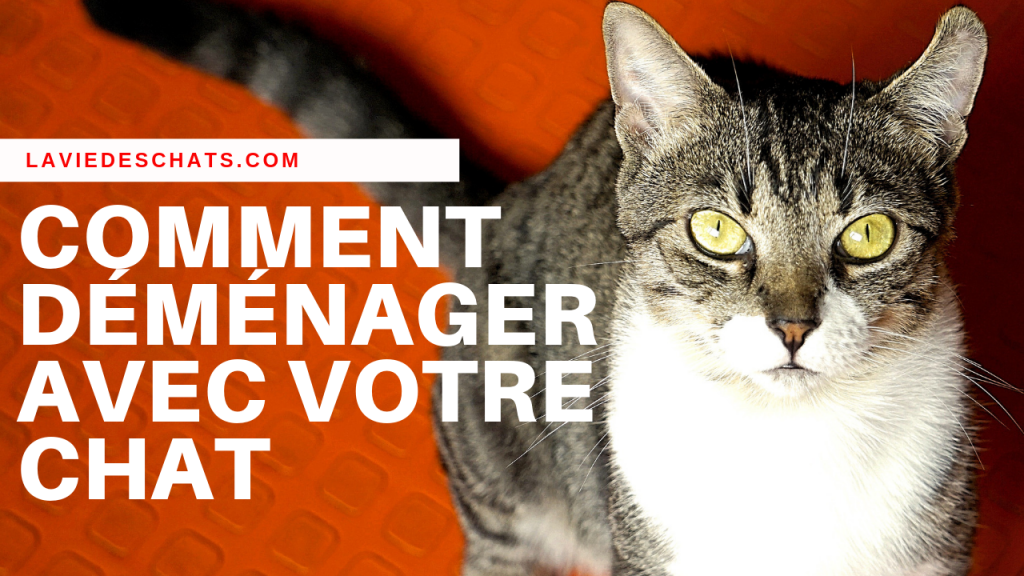 votre chat déménage