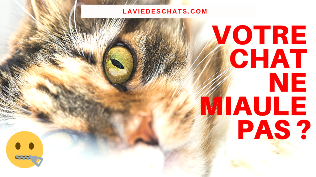 votre chat ne miaule pas