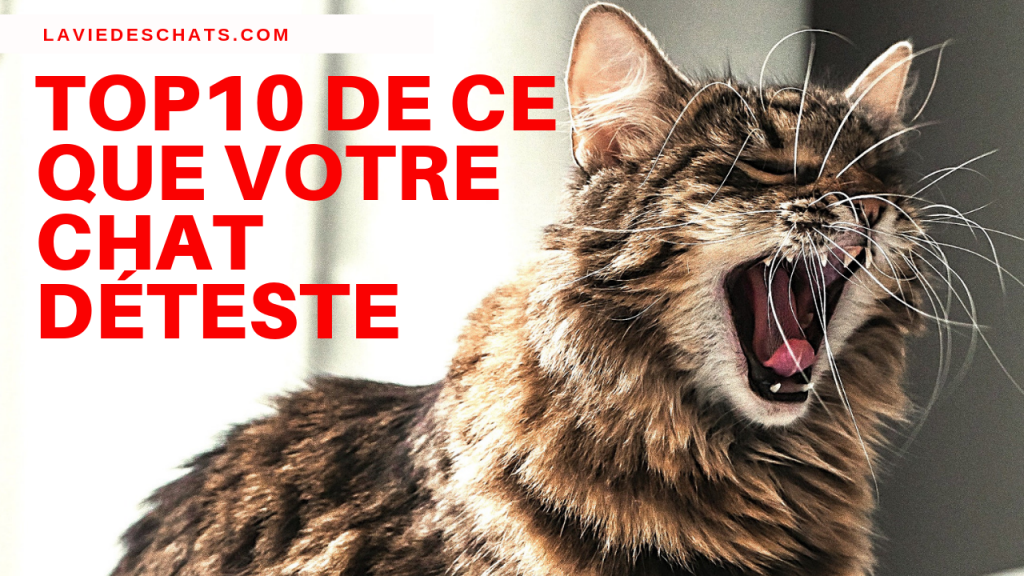 ce que votre chat déteste