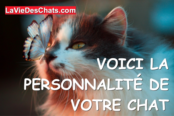 personnalité de votre chat