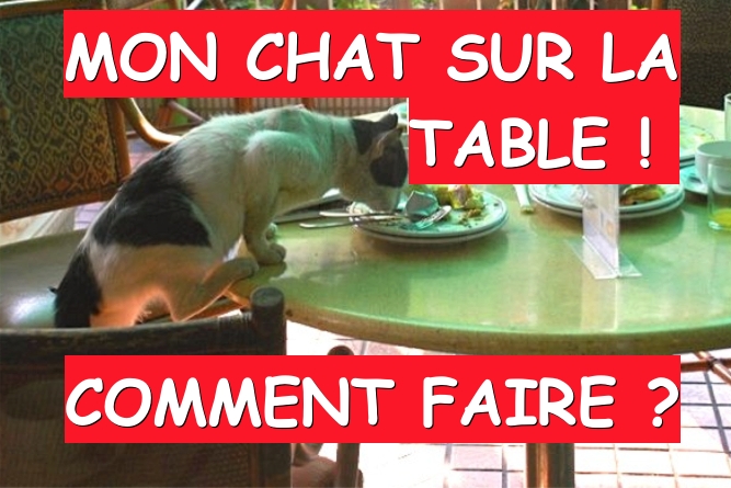 mon chat monte sur la table