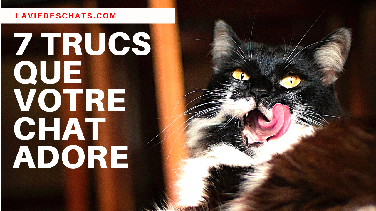7 Trucs Pour Que Votre Chat Vous Adore 7 Trucs Pour Que Votre Chat Vous Adore