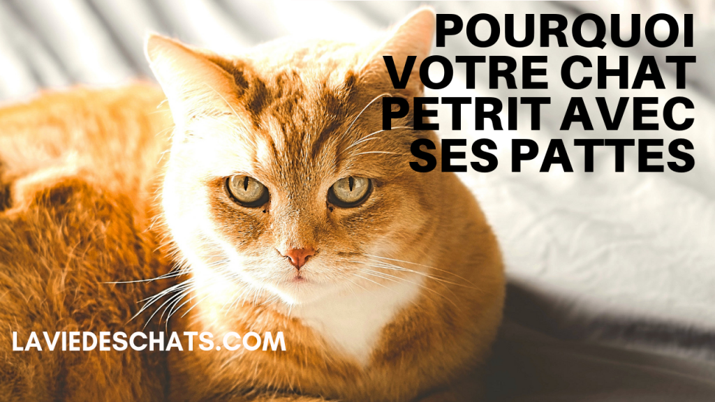 Votre Chat A Confiance En Vous Le Test Sur La Vie Des Chats