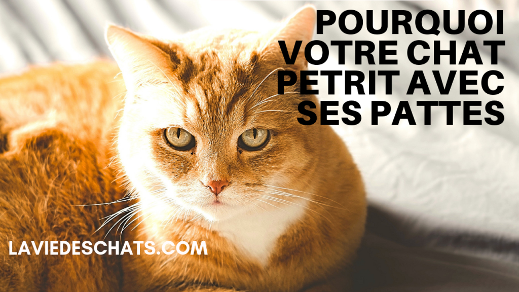 pourquoi votre chat pétrit avec ses pattes