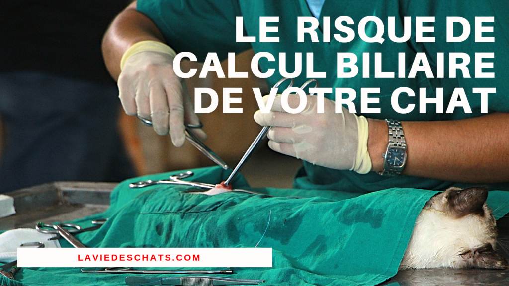 le risque de calcul biliaire pour votre chat