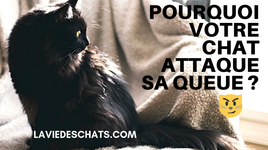 Pourquoi un chat attaque sa queue