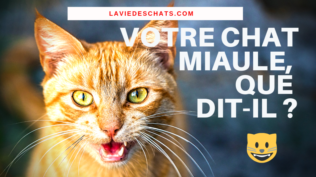 chat miaule, qu'est ce que ça signifie