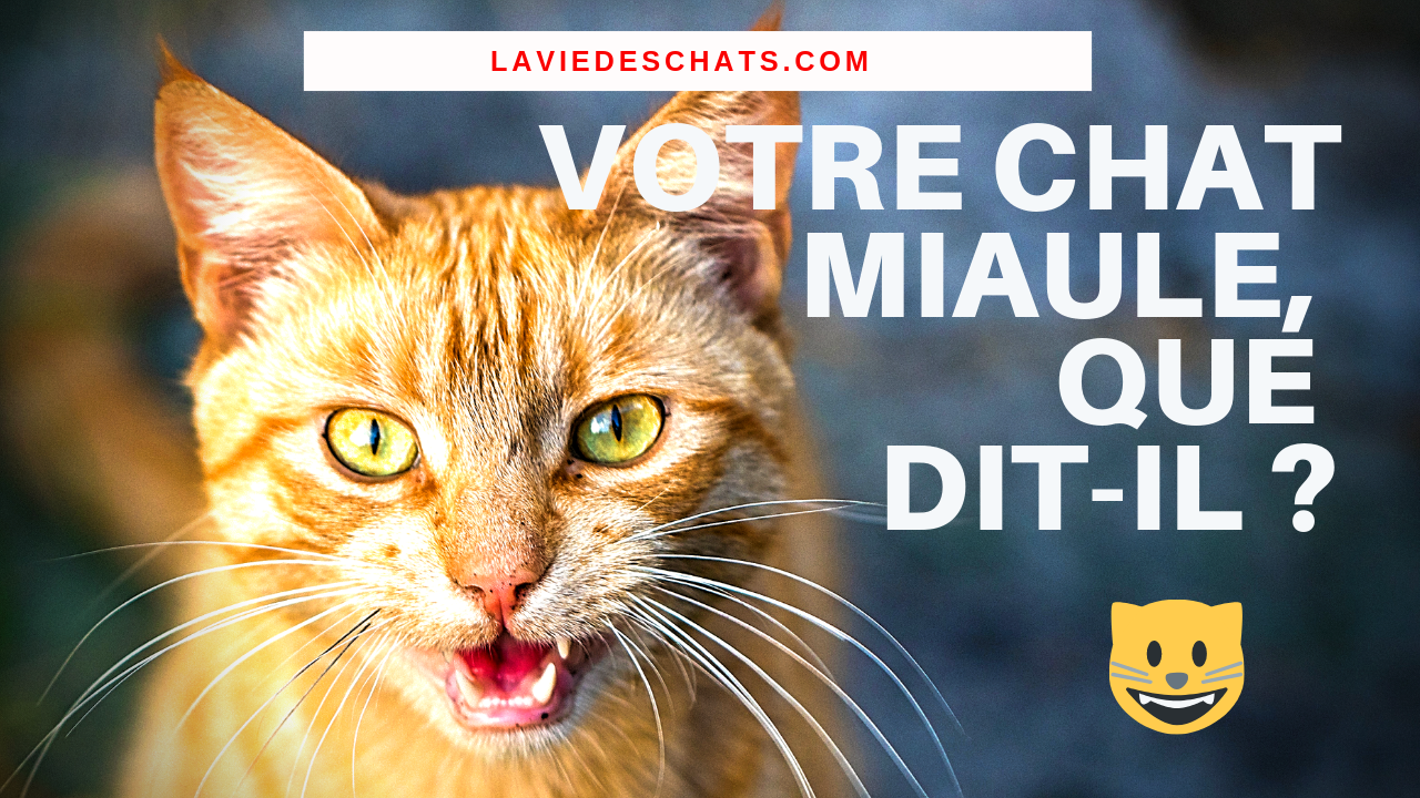 Votre Chat Miaule Comme Ca Que Vous Dit Il