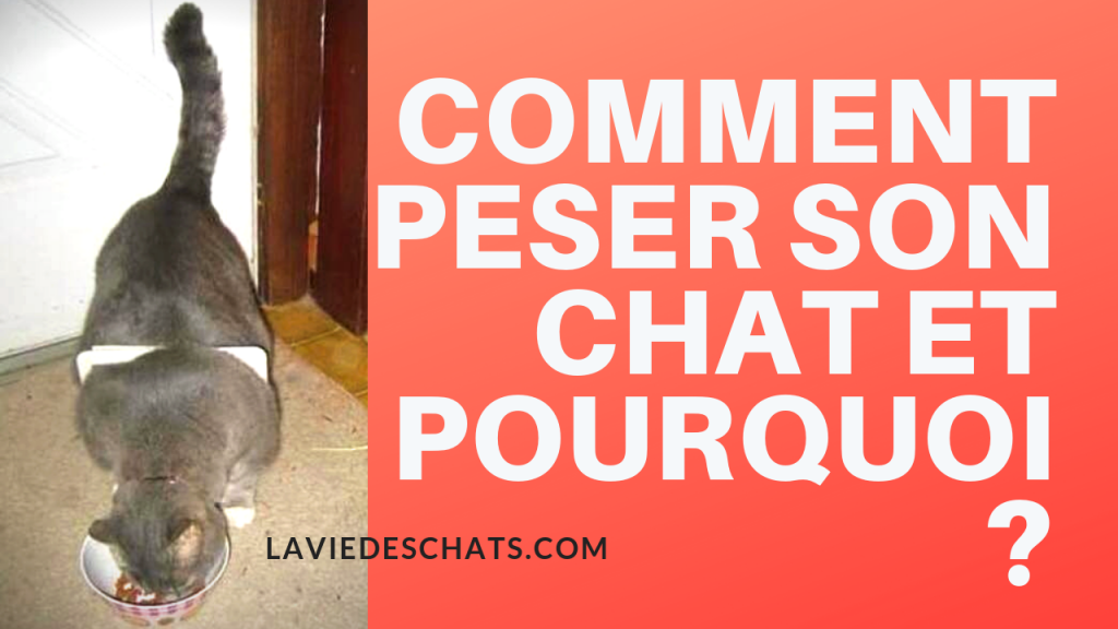 comment peser son chat