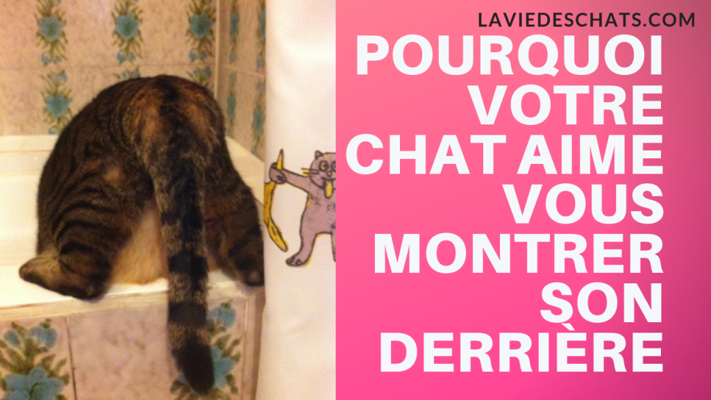 Pourquoi Votre Chat Montre Son Derriere
