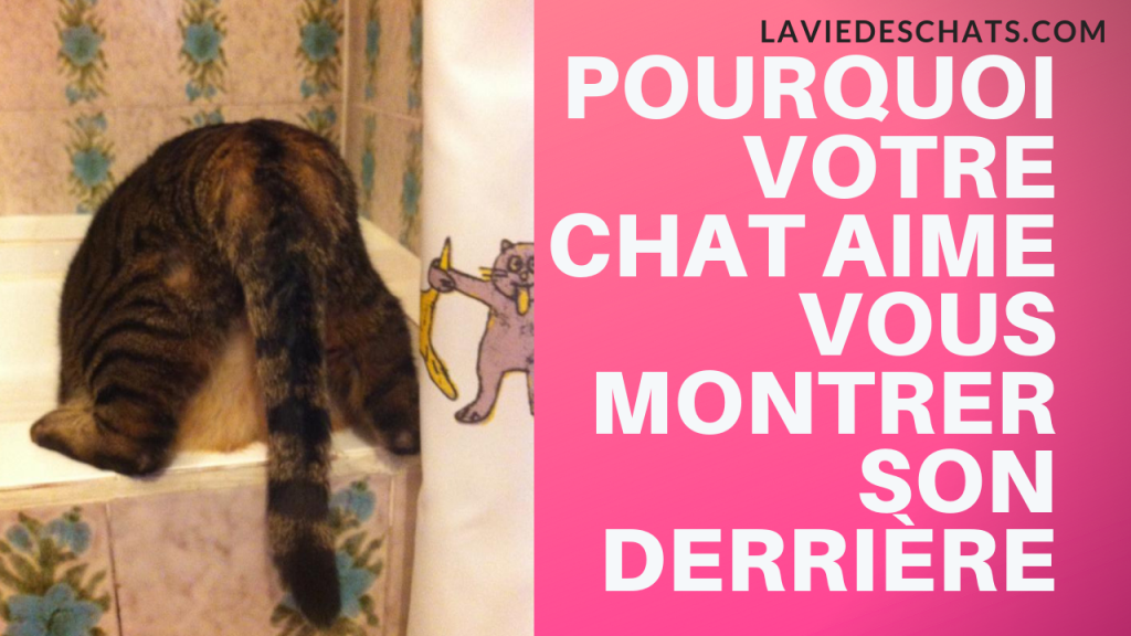 pourquoi votre chat aime vous montrer son derrière