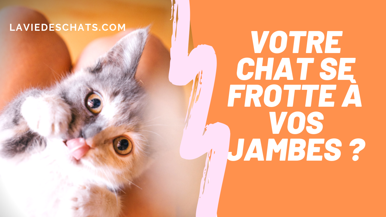 Pourquoi Un Chat Se Frotte Aux Jambes La Vie Des Chats Pourquoi Un Chat Se Frotte Aux Jambes La Vie Des Chats