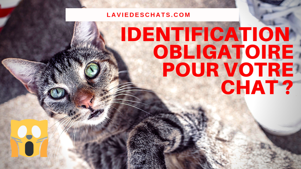 identification obligatoire de votre chat
