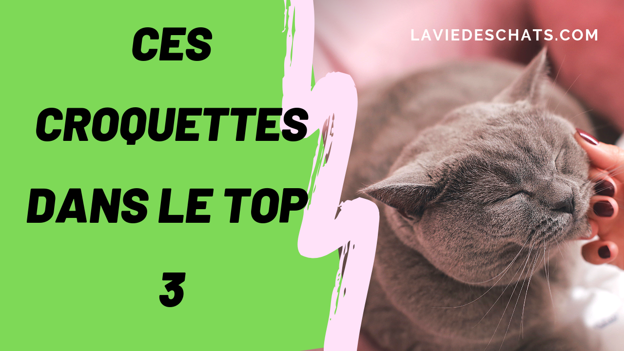 Ces Croquettes Pour Chat Dans Le Top 3 De La Vie Des Chats Ces Croquettes Pour Chat Dans Le Top 3 De La Vie Des Chats