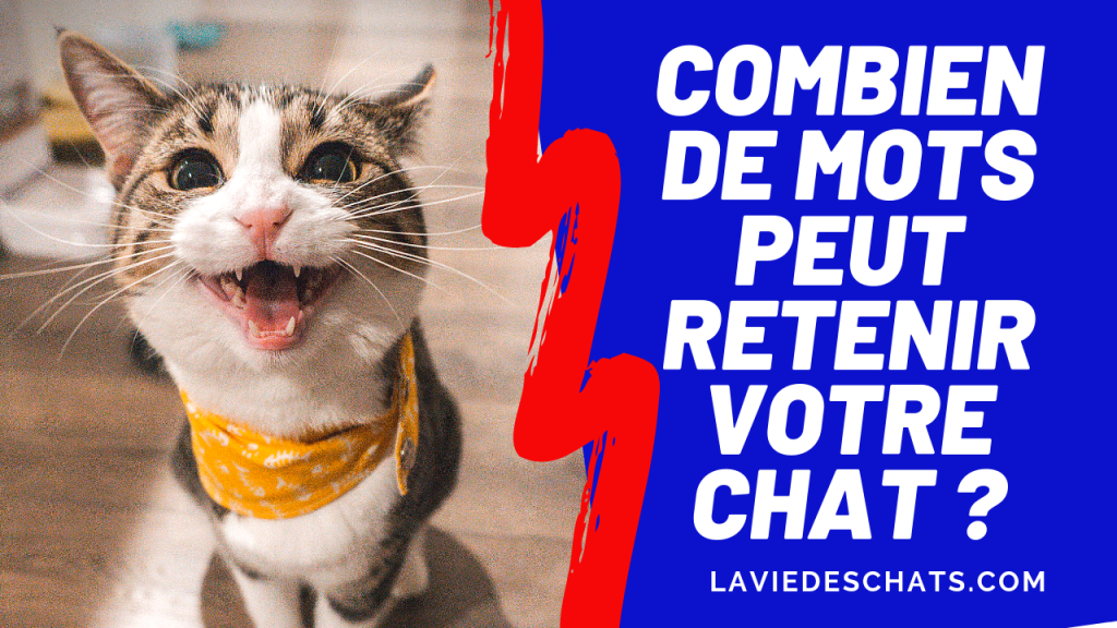 combien de mots retient votre chat