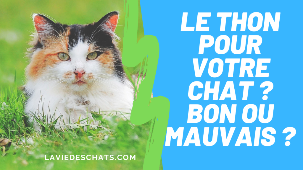 le thon pour un chat