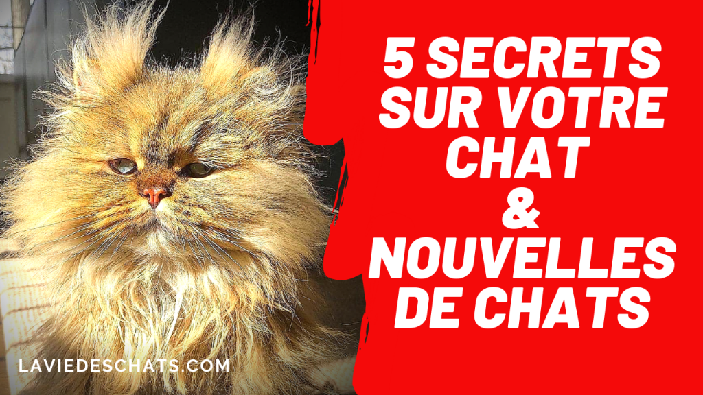 secrets de votre chat