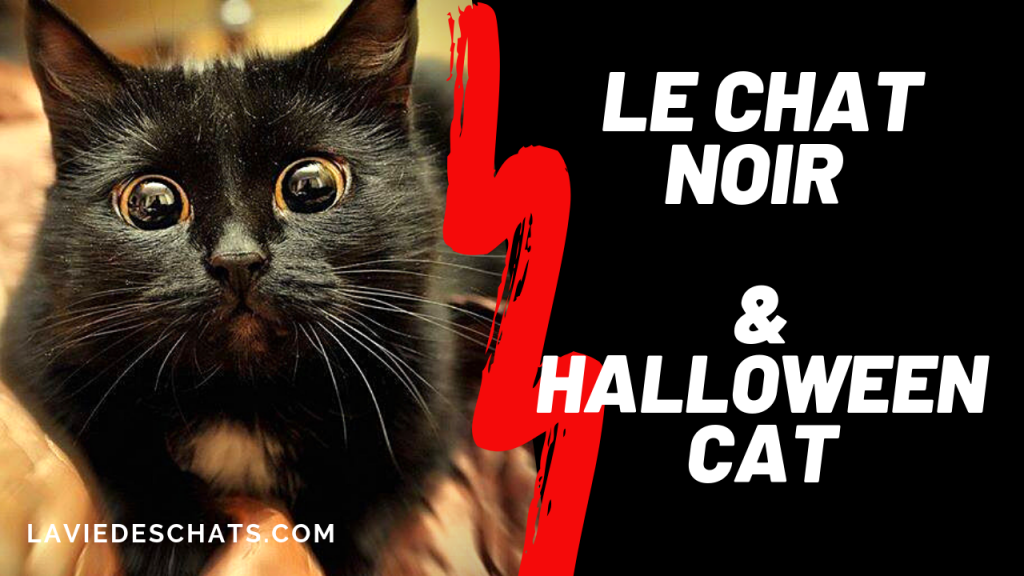 chat noir halloween cat