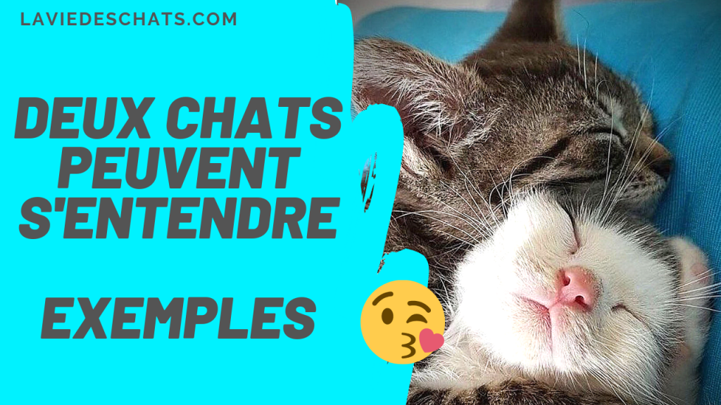 deux chats s'entendent exemples