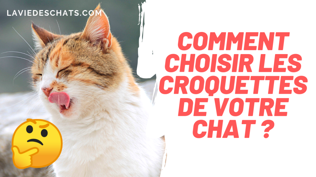 comment choisir les croquettes pour chat