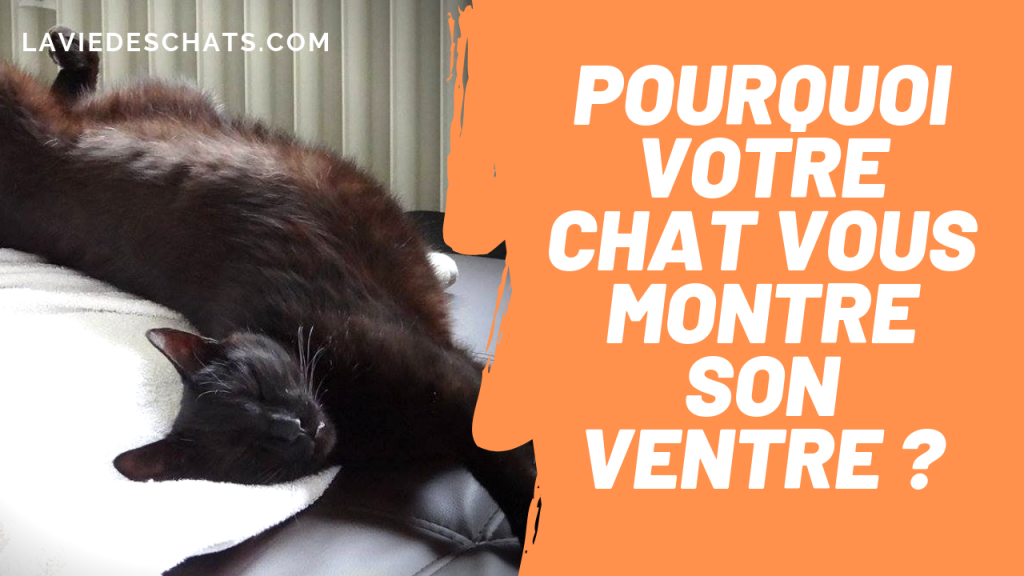 pourquoi votre chat montre son ventre