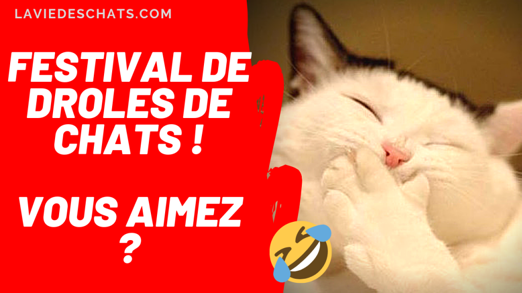 droles de chats