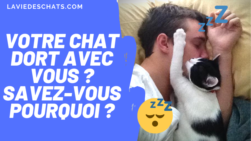 votre chat dort avec vous