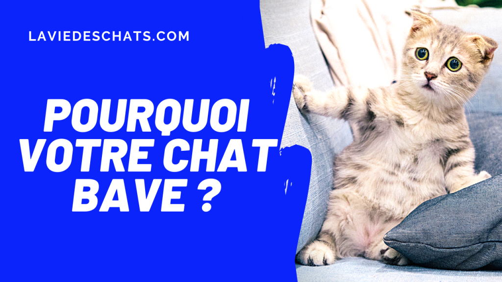 votre chat bave