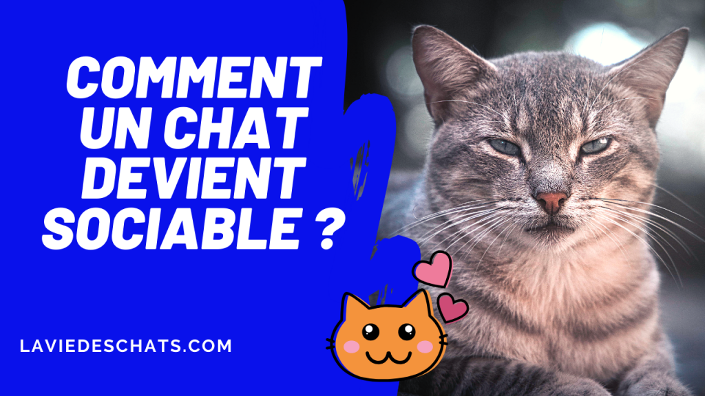 pour qu'un chat devienne sociable