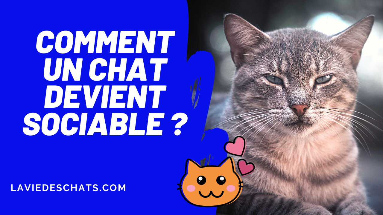 Comment Faire Pour Qu Un Chat Devienne Sociable Comment Faire Pour Qu Un Chat Devienne Sociable