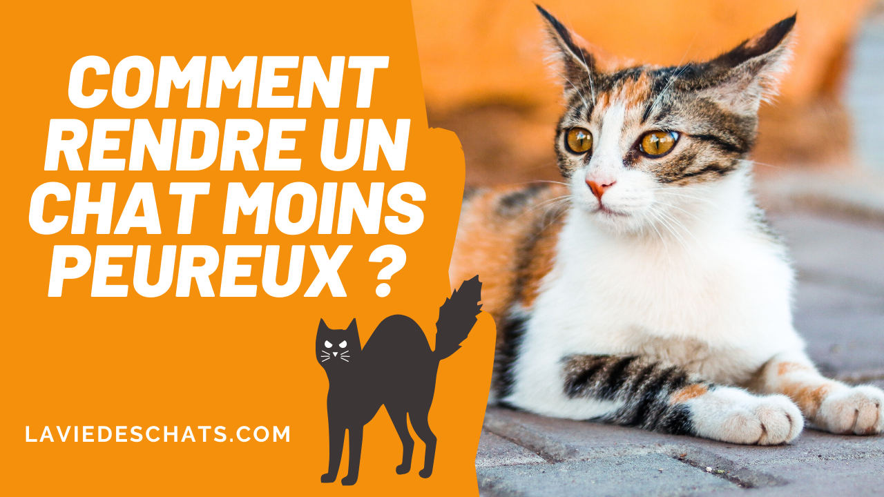 Comment Rendre Votre Chat Moins Peureux Comment Rendre Votre Chat Moins Peureux