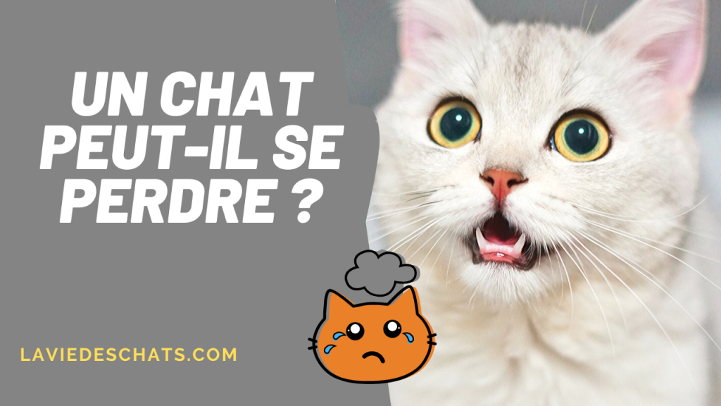 chat peut se perdre