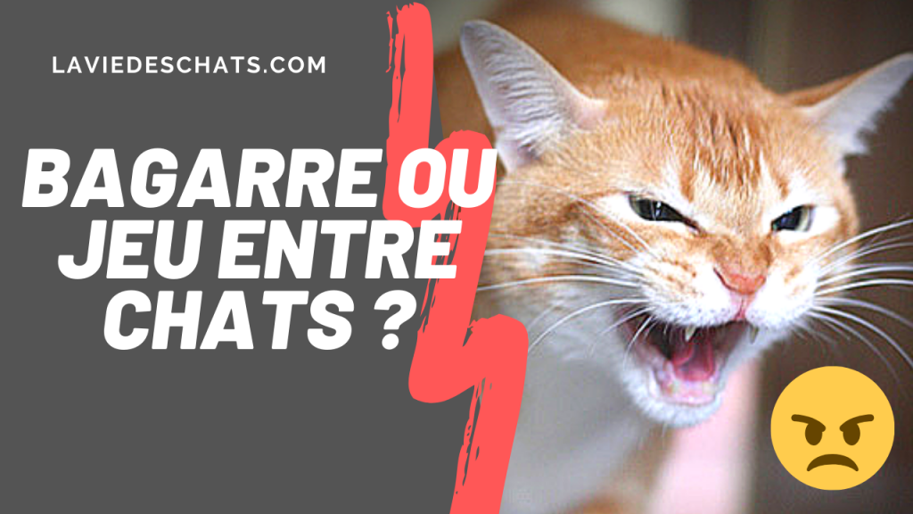 bagarre ou jeu entre chats