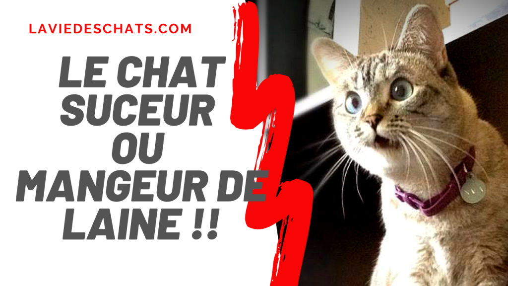 chat suceur ou mangeur de laine