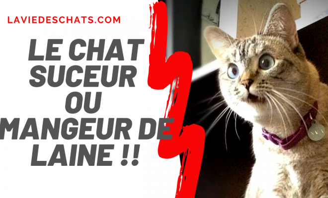Pourquoi Les Chats Mordent Les Couvertures Plus de 70 chat qui pétrit sa couverture 246166-Chat qui pétrit sa