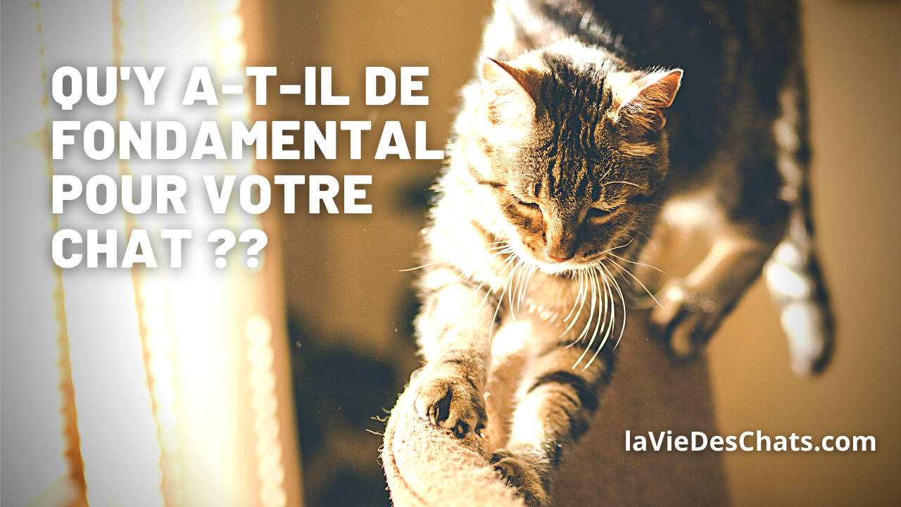 Fondamental Pour Votre Chat La Vie Des Chats Fondamental Pour Votre Chat La Vie Des Chats