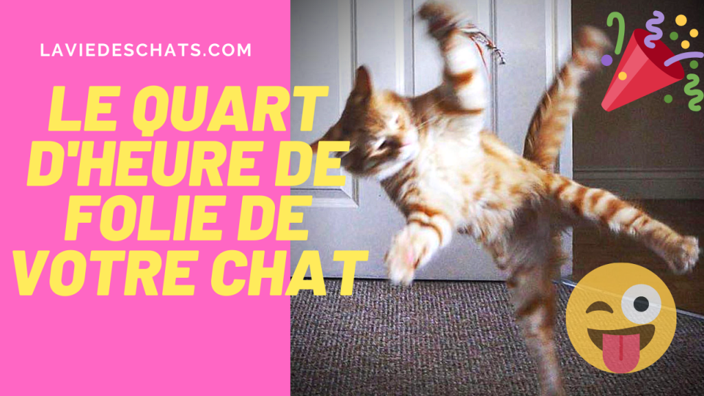 chat court pour son quart dheure de folie