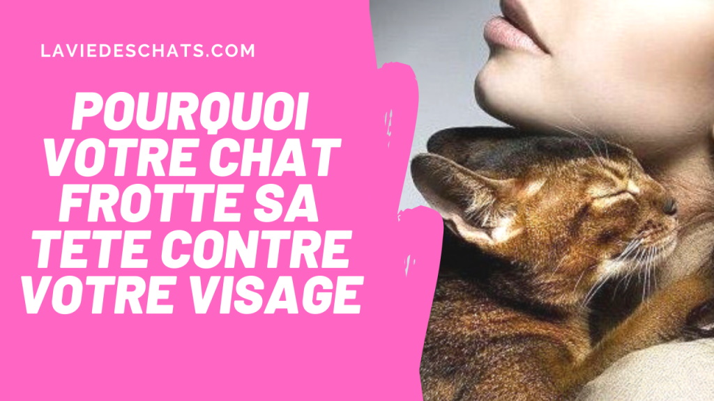 pourquoi votre chat frotte sa tete