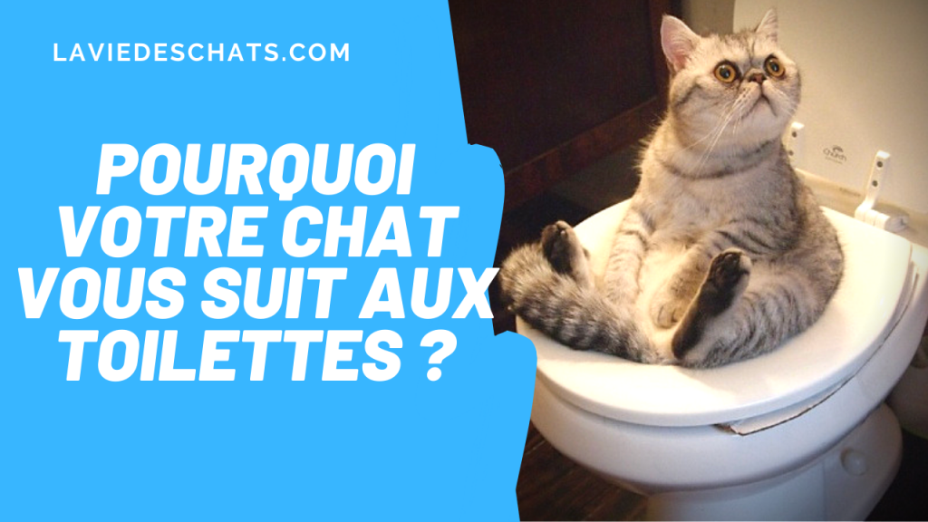 chat suit dans les toilettes